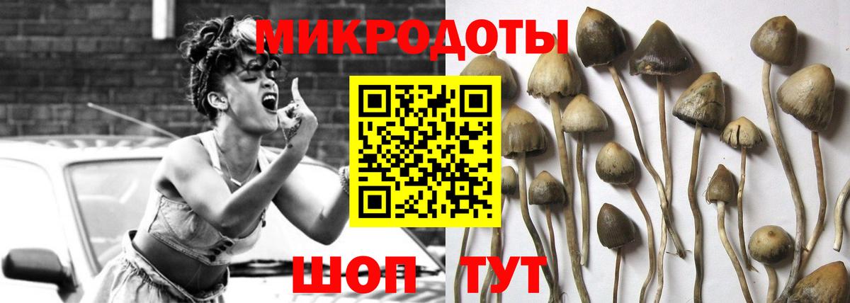 Галлюциногенные грибы Psilocybine cubensis Гатчина